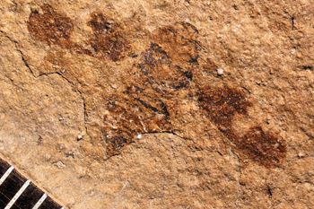 Media type: image;   Entomology PALE-1083